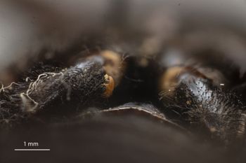 Media type: image;   Entomology 815964 Aspect: Leg hind